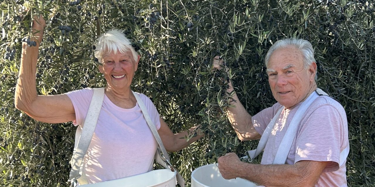 San Miguel Olive Farm wins four gold medals at world’s largest olive oil competition