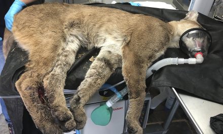 Injured Mountain Lion Found Along Highway 101 Euthanized