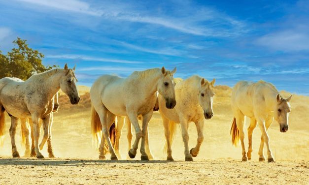 Redwings Horse Sanctuary Block Party Fundraiser is Back