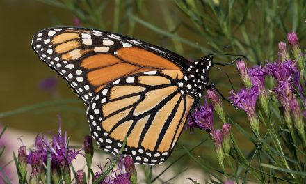 San Luis Obispo Botanical Garden: All About Monarchs: What They Need and How We Can Help