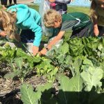 Garden Education Impacts over 11,000 Central Coast Youth