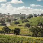Paso Robles Wine Industry Drives $2.8 billion economic boom