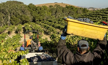 PRWCA: 2020 Paso Robles Wine Vintage Set to be Most Memorable on Record