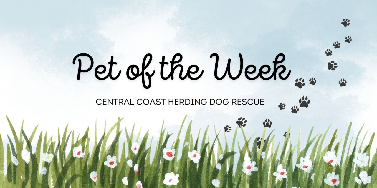 CCHDR Pet of the Week: Poppy!