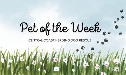 CCHDR Pet of the Week: Poppy!