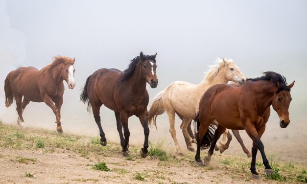 Third annual Redwings block party promises a day of music, food, and horses