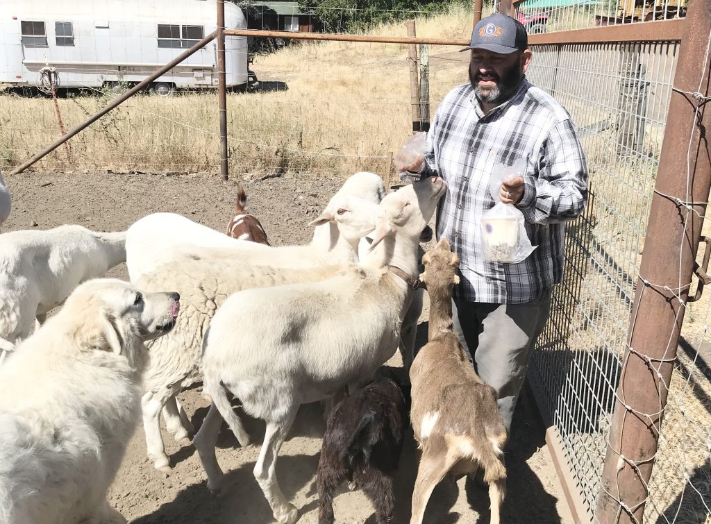 Raj with sheep