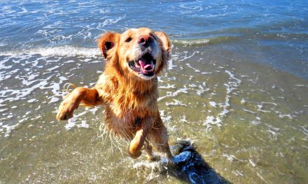 <strong>Ranger the Bodacious Beach Dog Brings Smiles to Atascadero</strong>