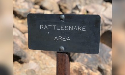 Cal Poly Posts First-Ever Livestream of Rattlesnakes