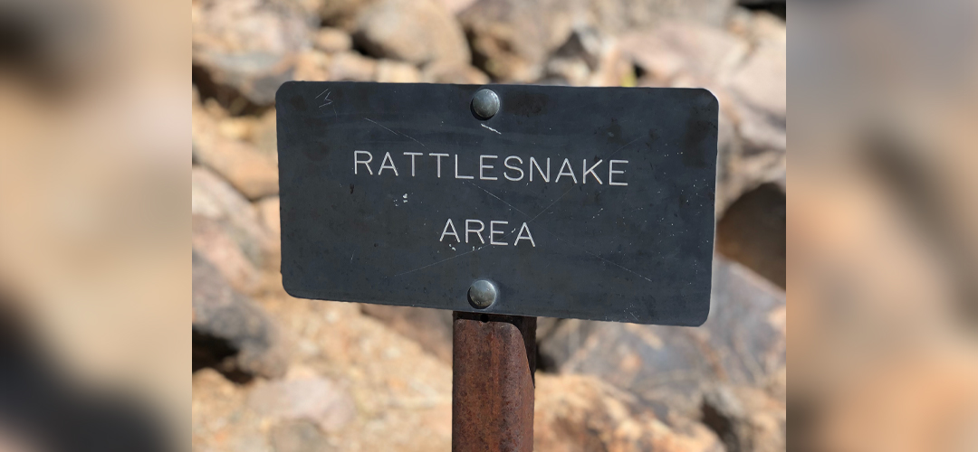 Cal Poly Posts First-Ever Livestream of Rattlesnakes