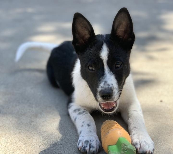 CCHDR Pet of the Week: Raylen!