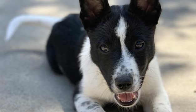 CCHDR Pet of the Week: Raylen!