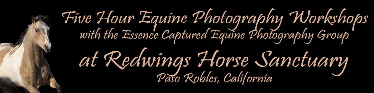 Equine Photography Workshops with the Essence Captured Equine Photography 