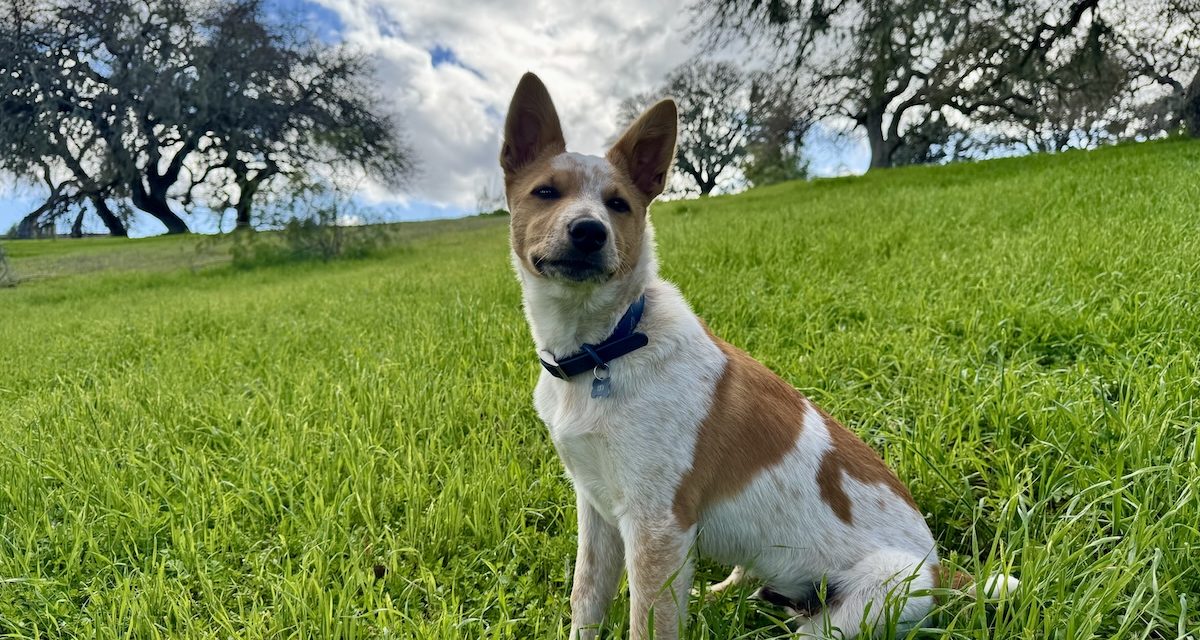 Hearts for Paws: How two Central Coast rescues are changing lives
