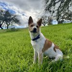 Hearts for Paws: How two Central Coast rescues are changing lives