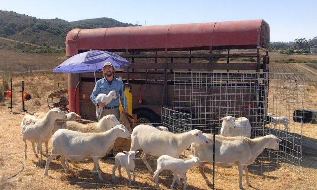 Disabled Air Force Veteran Can Manage Livestock Thanks to Farm Credit Grant