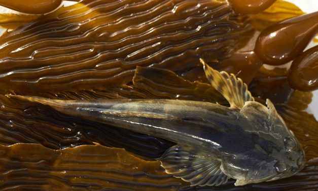Morro Bay Seagrass Loss Causes Shift in Populations