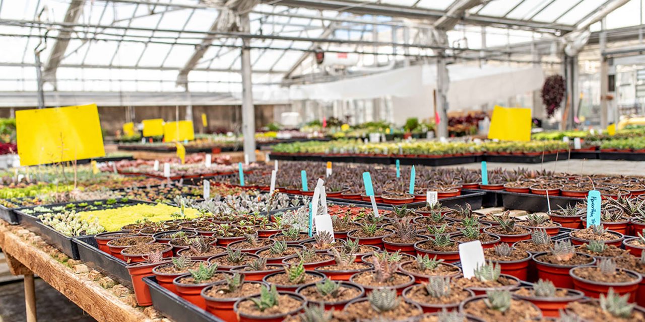 Reservations Now Available for Student-Run Succulentopia Plant Sale at Cal Poly