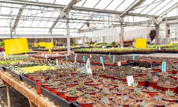 Reservations Now Available for Student-Run Succulentopia Plant Sale at Cal Poly