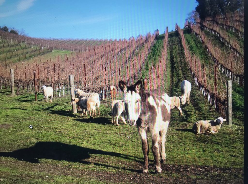 Tablas herd in vineyard