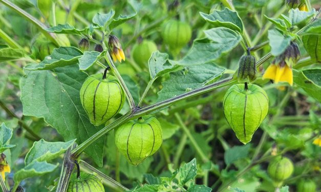 Free Community Garden Workshop in Paso Robles to Highlight Summer Vegetables