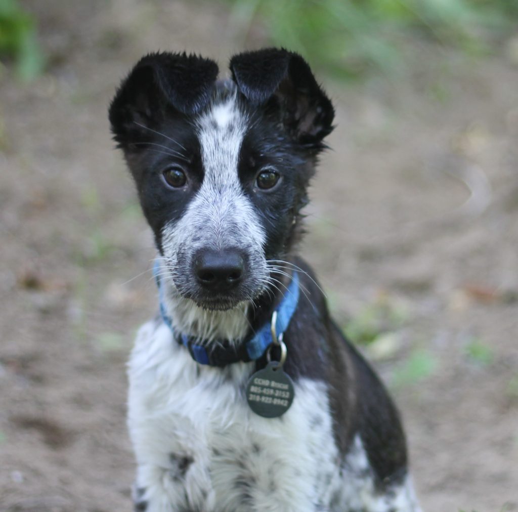 CCHDR Pet of the Week: Venus! Venus 1