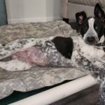 CCHDR Pet of the Week: Venus!