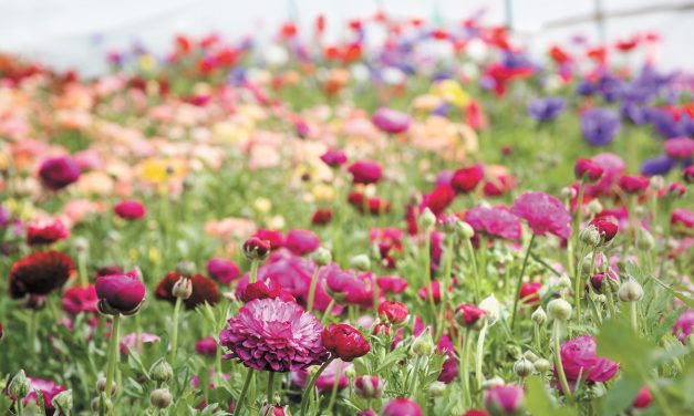 April is the Month of Wildflowers