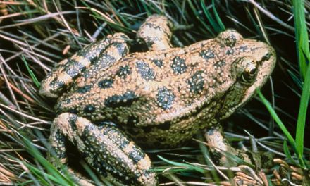 The State Amphibian is the California Red-Legged Frog