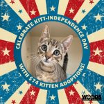 Woods Humane Society Announces “Kitt-Independence” Adoption Special