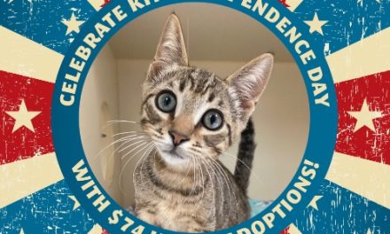 Woods Humane Society Announces “Kitt-Independence” Adoption Special