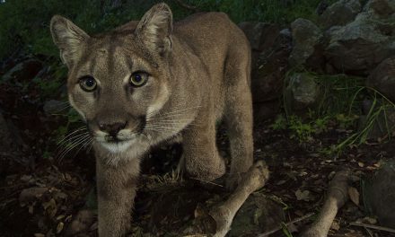 California on the Prowl to Protect Mountain Lions
